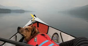 dog kayak tow