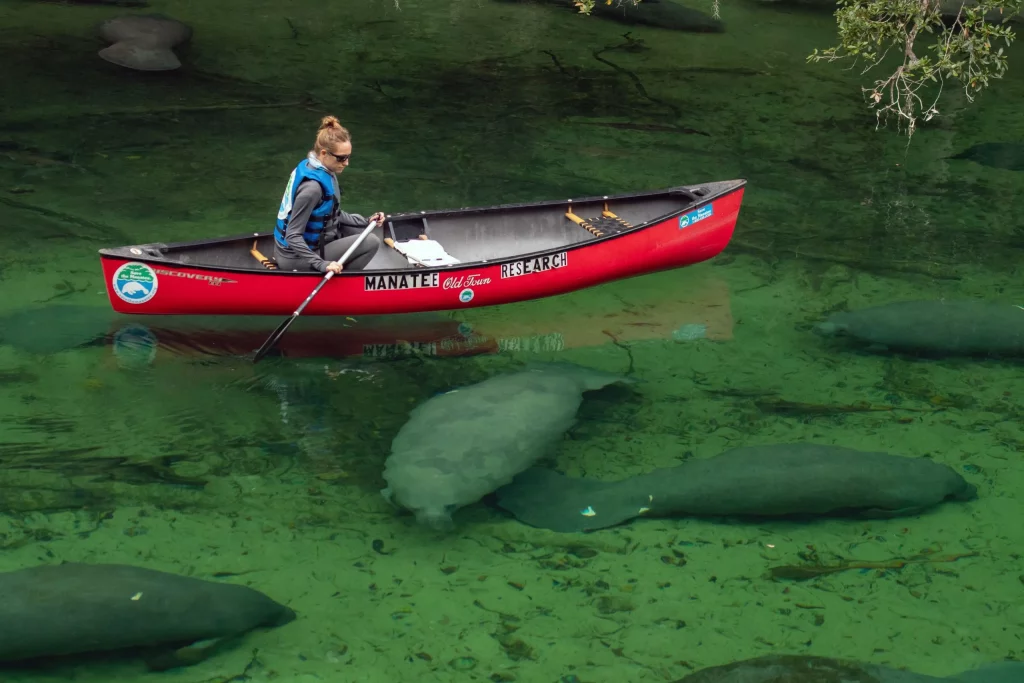 kayaking with manatees